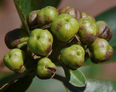 Xanthostemon fruticosus