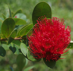 Xanthostemon fruticosus