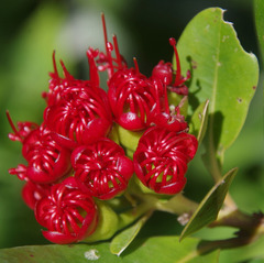 Xanthostemon fruticosus