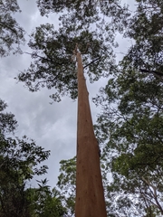 Eucalyptus propinqua
