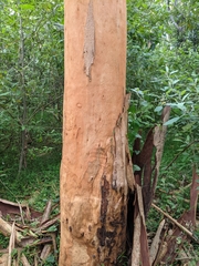 Eucalyptus propinqua