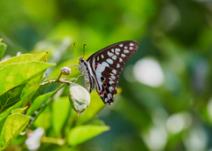 Graphium doson eleius