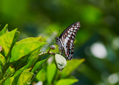 Graphium doson eleius