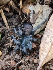Seqocrypta jakara