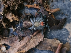 Seqocrypta jakara