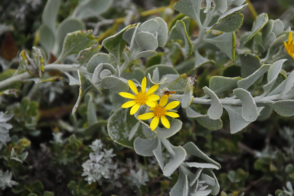 Osteospermum incanum, Rasperpunt Hiking Trail, Agulhas National Park, by tonyrebelo