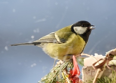 Parus major