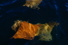 Rhinoptera steindachneri