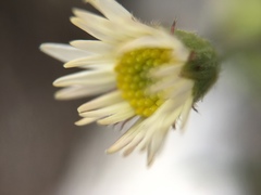 Erigeron hyssopifolius