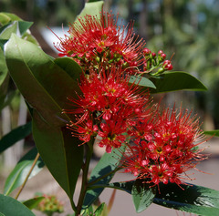 Xanthostemon fruticosus