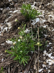 Erigeron hyssopifolius