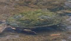 Basicladia ramulosa