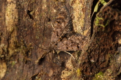 Isonomeutis amauropa