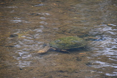 Basicladia ramulosa