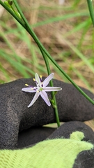 Caesia parviflora vittata