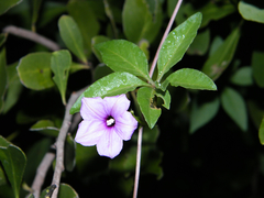 Ipomoea hochstetteri