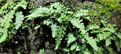 Asplenium tenuicaule