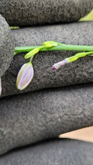 Caesia parviflora vittata