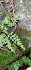 Asplenium tenuicaule