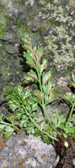 Asplenium tenuicaule