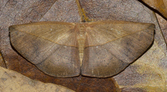 Auzeinae