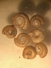 Punctum pygmaeum
