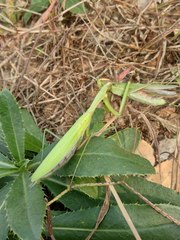 Mantis religiosa