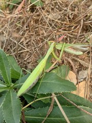 Mantis religiosa