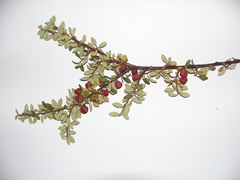 Cotoneaster integrifolius