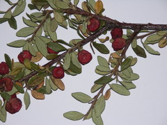 Cotoneaster integrifolius
