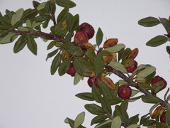 Cotoneaster integrifolius