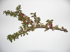 Cotoneaster integrifolius