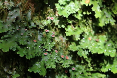 Pseudocyphellaria homoeophylla