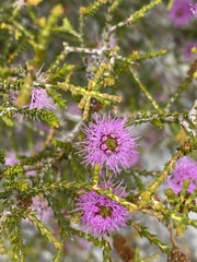 Melaleuca empetrifolia