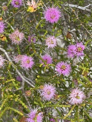 Melaleuca empetrifolia