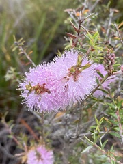 Melaleuca striata