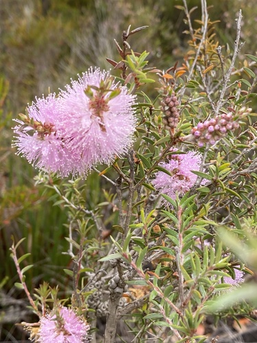 Melaleuca striata