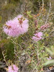 Melaleuca striata