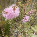 Melaleuca striata - Photo (c) Loxley Fedec, some rights reserved (CC BY-NC), uploaded by Loxley Fedec