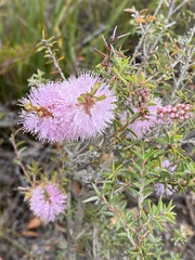 Melaleuca striata