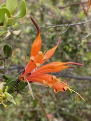 Lambertia inermis inermis