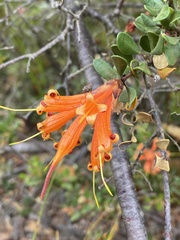 Lambertia inermis inermis