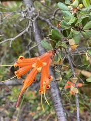 Lambertia inermis inermis