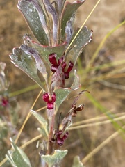 Adenanthos cuneatus