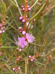 Hypocalymma elongatum