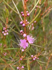 Hypocalymma elongatum