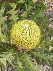 Banksia baxteri