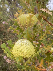 Banksia baxteri