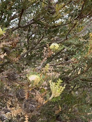 Banksia baxteri