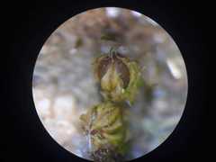Acaulon